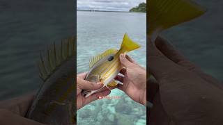 Download lagu Fishing for marlin under the pier got lots of fish🤤🔥 #mancingmania mp3