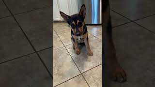 Video preview image #1 Gerberian Shepsky Puppy For Sale in Corona, CA, USA