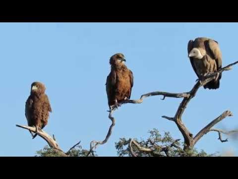 Vulture vs Eagles for the top branch