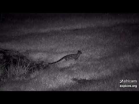 Genet hunting frogs.  - Tempe Elephant Park, Explore.org 2/12/2021