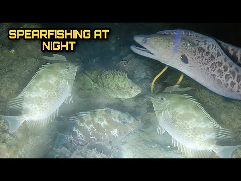 Spearfishing at Night Hunting Fresh Seafoods Palawan Philippines Episode I