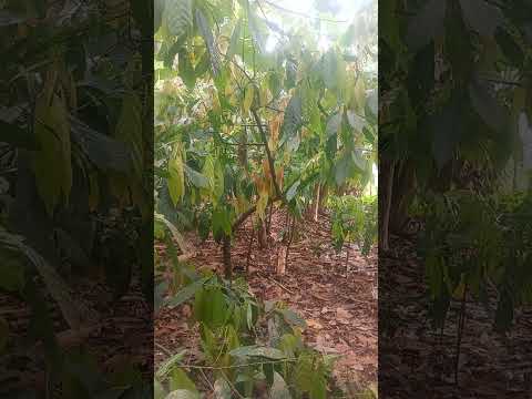 propriedade à venda em Ubaitaba Bahia com muito lazer