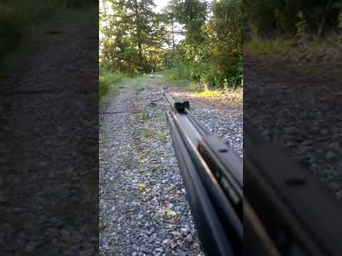 Gamo G-magnum 1250 IGT Mach 1. Cal. 4,5mm  (177) 470m/s.