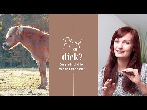 Ist Dein Pferd zu dick? So erkennst Du's!