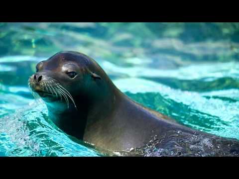 ZatrestZET - Ocean ( Všetko OK ) feat. Delik