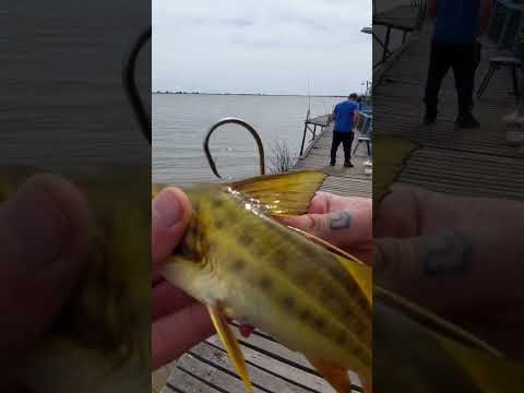 Carnada viva para el Dorado #Encarne