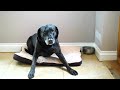 Large Pet Hair Laundry Bag | Washing Machine Protection