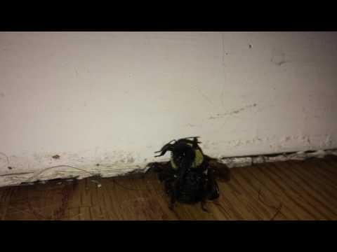 Icebox Sirap x Diesell