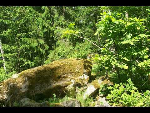 Schwedenferien 15: Die Waldmänner