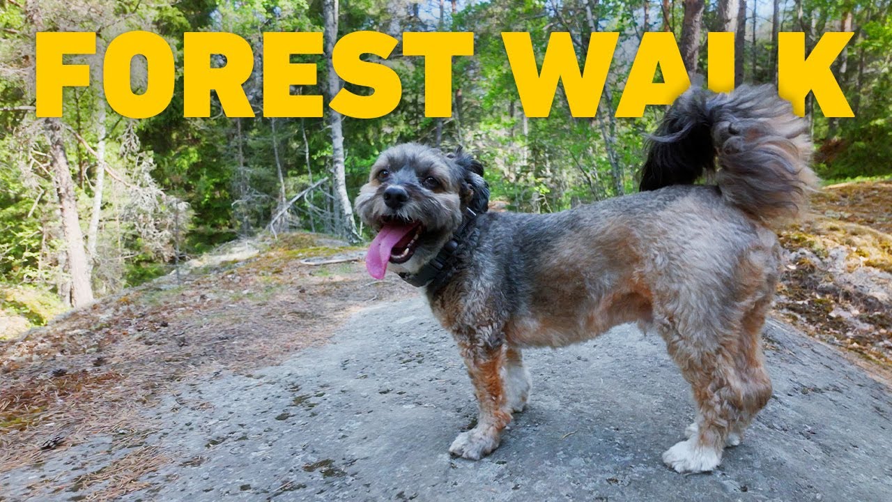 🔴 Dog Walk TV 24/7 🌲 Dog Walking in Finnish Forest 🐕 Nature Sounds 4K HDR