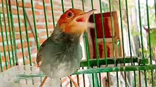 Download lagu Suara pikat prenjak KEPALA MERAH jantan Gacor ngotot ANTI ZONK Merayu prenjak liar agar mendekat mp3