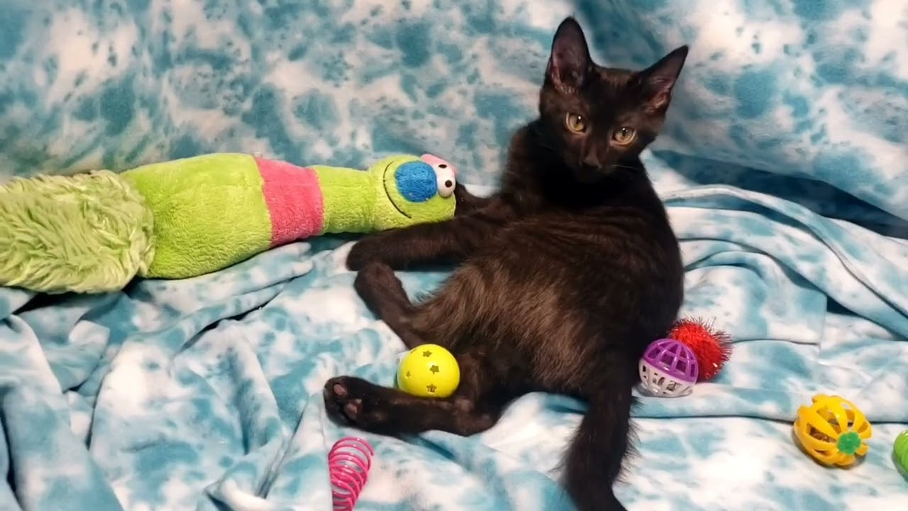 Bayou, a Adoptable Domestic Short Hair in Cincinnati, OH video 2/2