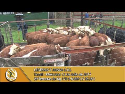 12-07-17  Venta de Hembras - Ledesma y Arana - Tandil