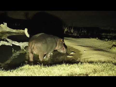 Djuma: Hippo with injured leg getting out of pan - 05:44 - 07/03/19