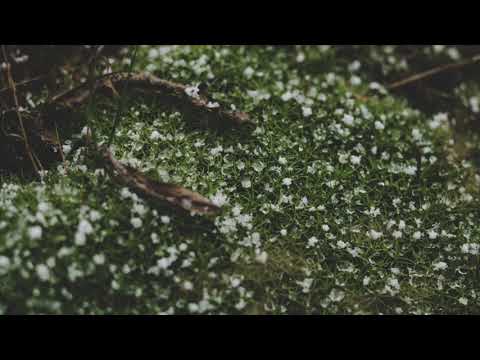 The Green Grass Under the Snow