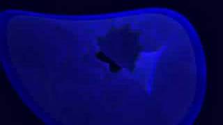 Secret Love Neil Diamond