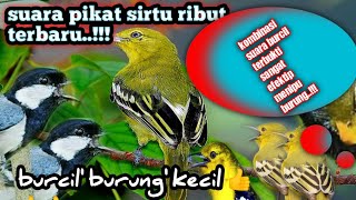 Download lagu suara pikat burung sirtu ribut vs burcil|| sangat ampuh@jahid channel mp3