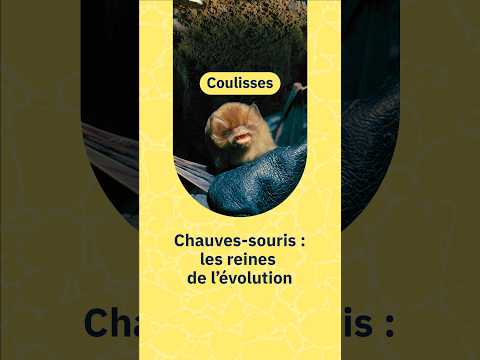 Chauves-souris : une évolution hors normes 🦇