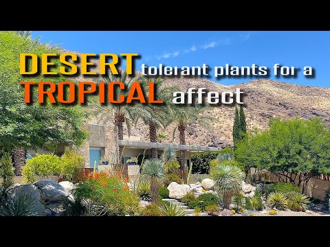 Jeśli chcesz uzyskać tropikalny wygląd, ale mieszkasz na pustyni, wykorzystaj te rośliny!