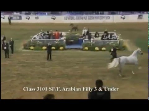 Luxemere Jizette U.S. National Champion Filly