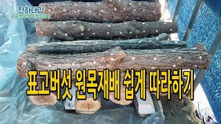 표고버섯 원목재배 쉽게 따라하기 / 종균넣기 노지재배