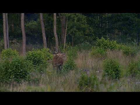 Deer hunting in Masuria