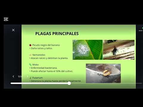 Sistemas de información gerencial finca la Gabriela en el castillo meta 