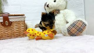 ヨークシャーテリアの動画01