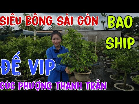 🪷03/07💮0384033427(Nhi)🌸giao lưu 🔥10 mã mai giống 🪷 siêu bông saì gòn🌼 xả hàng giá siêu rẻ bao ship