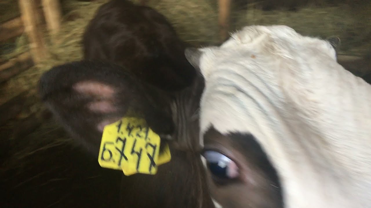 теленок, бычок ярославской породы