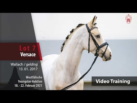 Youngster Auktion 18. - 22. Februar 2021 Training Lot 7 Versace v. Valido's Highlight - Golden Dandy