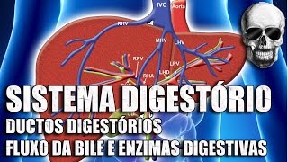 Vídeo Aula 151 | Sistema Digestório | Anatomia Humana | Fluxo da Bile e Enzimas no Tubo Digestivo