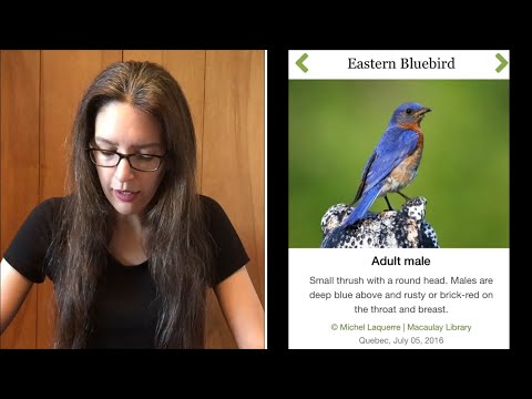 How to Save Your Bluebirds | What to Do About Invasive House Sparrows