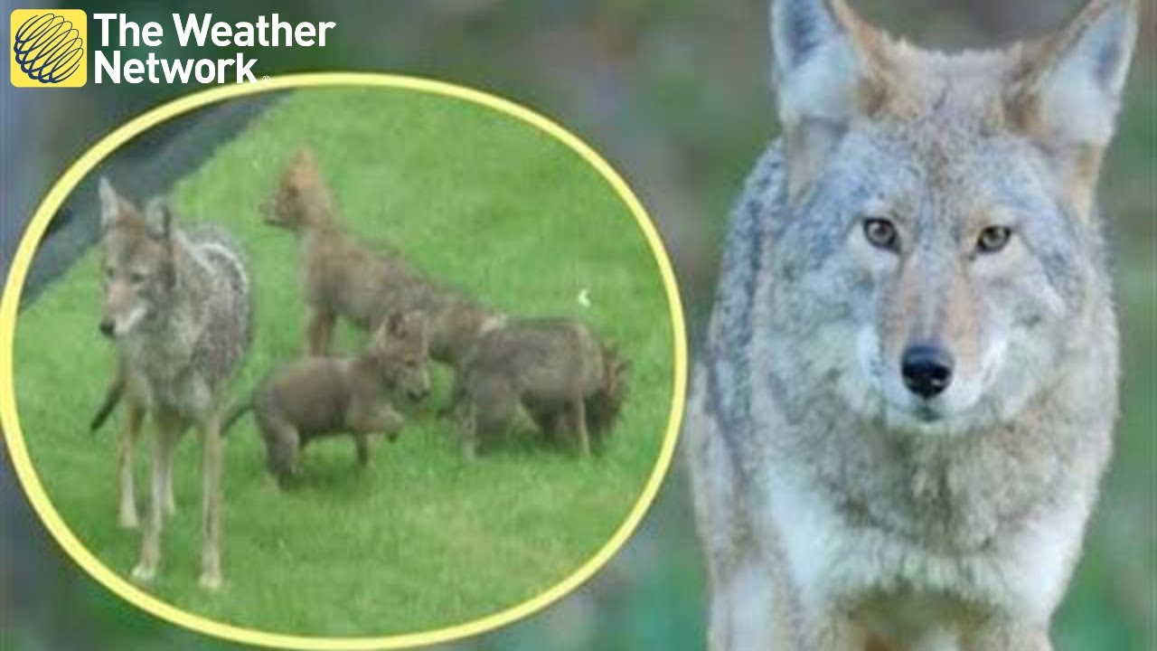 How to coexist with coyotes and stay safe