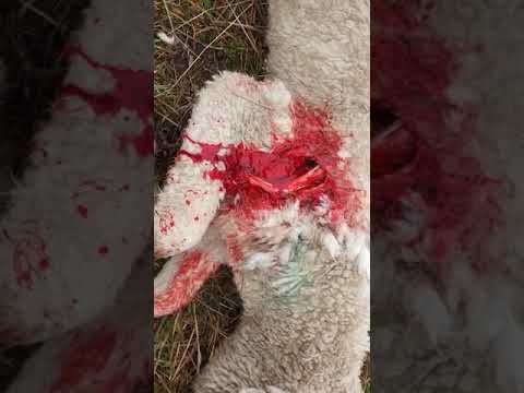 Matanza de lanares en Cerro de las Cuentas (III) (Cerro Largo) 01-09-20