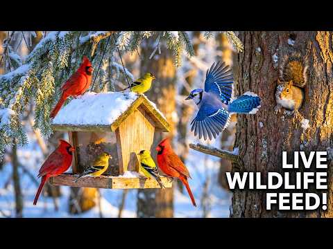 🔴 24/7 Snowfall Cottage Bird Feeder Cam ❄️ Juncos, Squirrels & Cat TV & Sleep