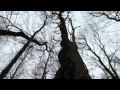 modest mouse - king rat