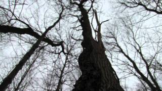 modest mouse - king rat