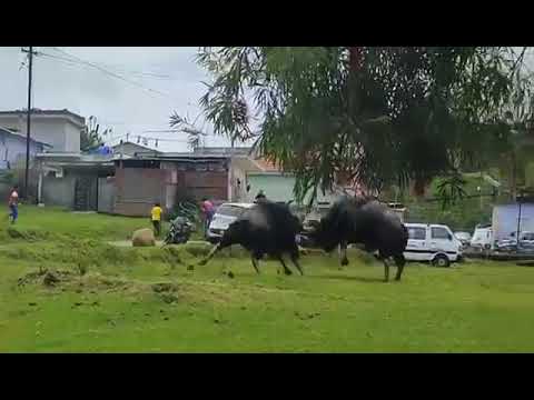 Bisons ( Indian Gaur ) fighting