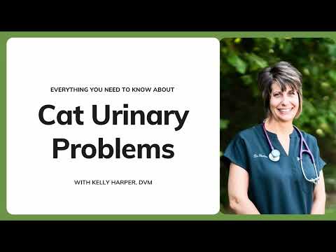 Everything You Need To Know About Cat Urinary Problems