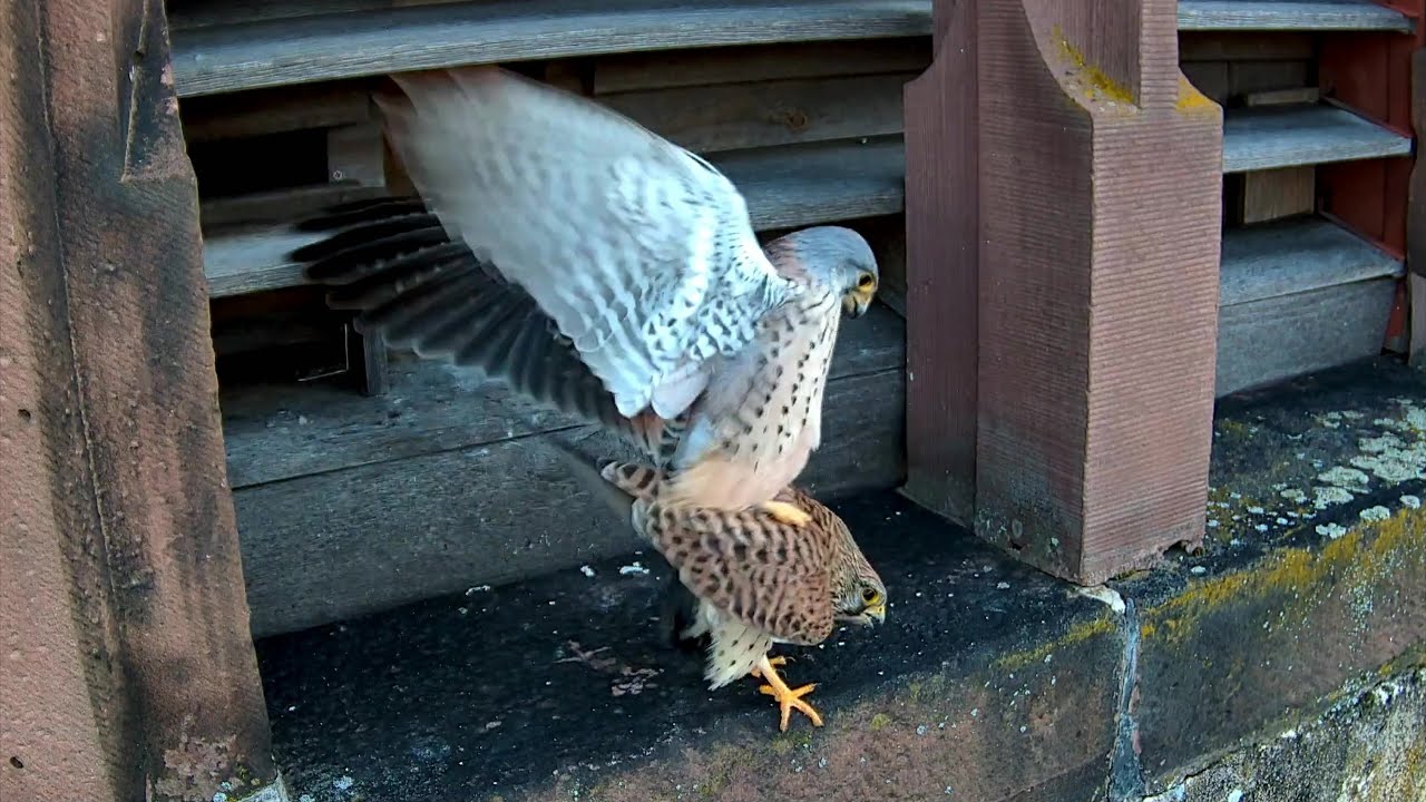 Turmfalken paaren sich | 05.03.2025