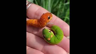 Download lagu Ulat Bulu Cantik #shorts #ulatbulu #cantik mp3 Download lagu Ulat Bulu Cantik #shorts #ulatbulu #cantik mp3