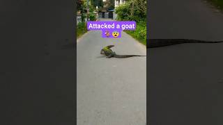Indian monitor lizard attack | Indian monitor lizard rescue | gosap vs snake #ytshorts #viral #short
