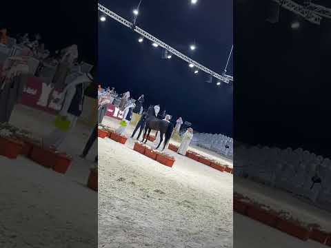 🐎ماجيك اوف شاوان🐎مربط روايه  #خيول_جمال #بطولة_العرب_لجمال_الخيل_العربيه_الاصيله