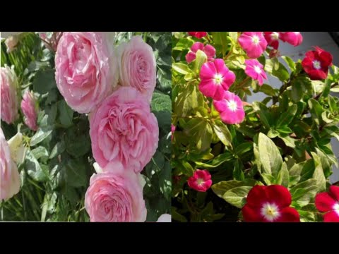 most beautiful flowers||faresh beautifull roses plant|| beautifull roses||sagheer vlogs 7733