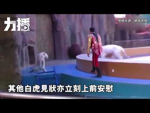 浙野生動物園被指虐待動物