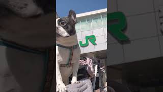 新宿で存在感がすごいワンコ（笑） #shorts