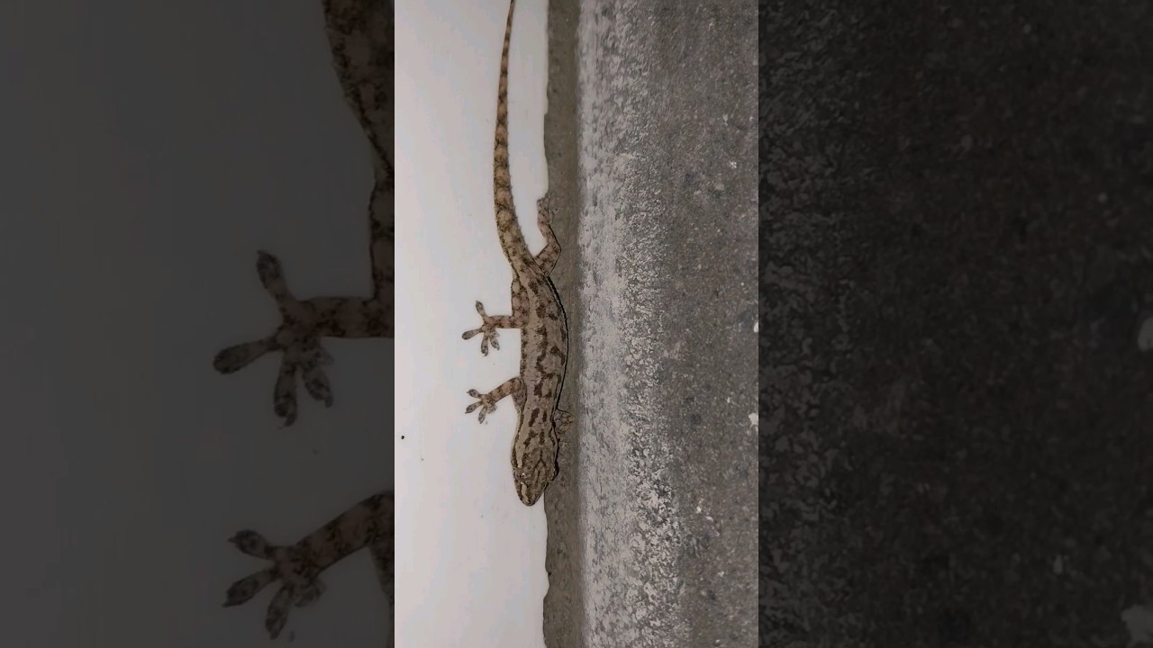 cicak langka bermotiv