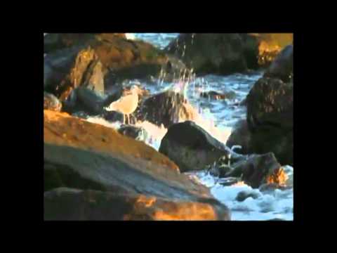 Giorgos Perris - Paizei o erwtas