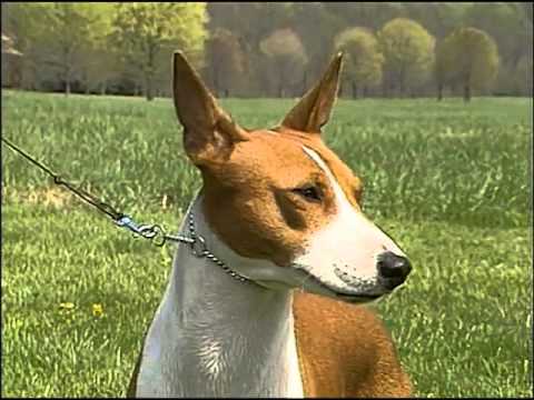 Basenji breed video